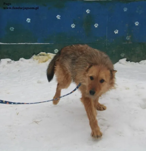 Pies do adopcji, Nowy Dwór Mazowiecki, 5 lutego 2026 (2/5)