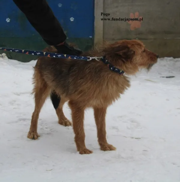 Pies do adopcji, Nowy Dwór Mazowiecki, 5 lutego 2026 (4/5)