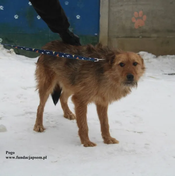 Pies do adopcji, Nowy Dwór Mazowiecki, 5 lutego 2026 (5/5)