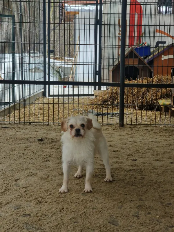 Pies do adopcji, Milanówek, 15 lutego 2026 (1/5)