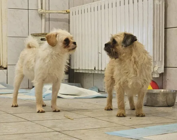 Pies do adopcji, Milanówek, 15 lutego 2026 (5/5)