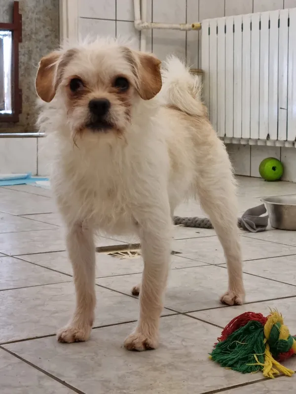 Pies do adopcji, Milanówek, 16 lutego 2026 (1/5)