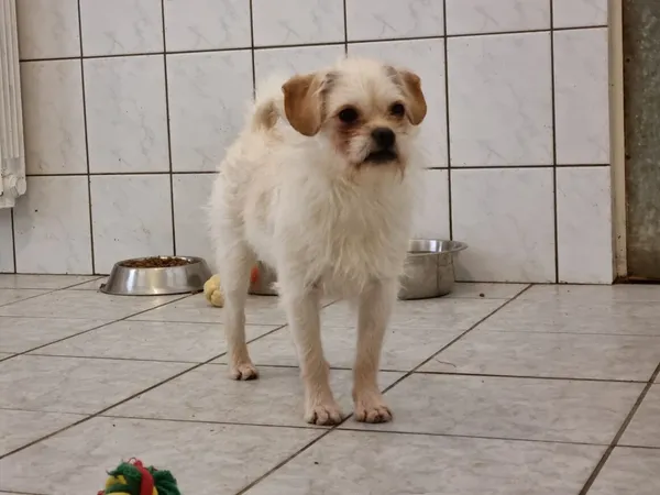 Pies do adopcji, Milanówek, 16 lutego 2026 (3/5)