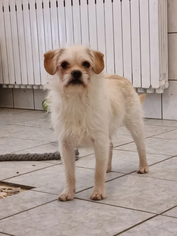 Pies do adopcji, Milanówek, 16 lutego 2026 (4/5)