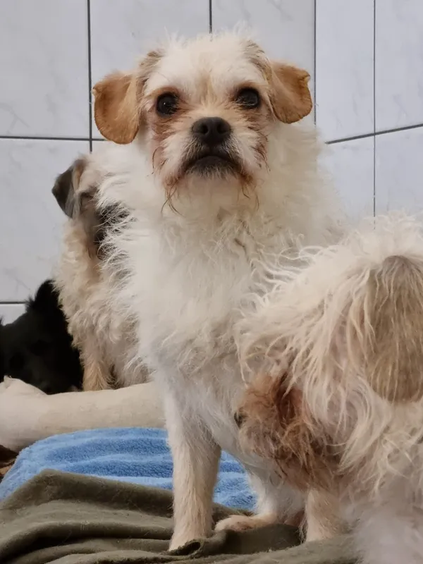 Pies do adopcji, Milanówek, 16 lutego 2026 (5/5)