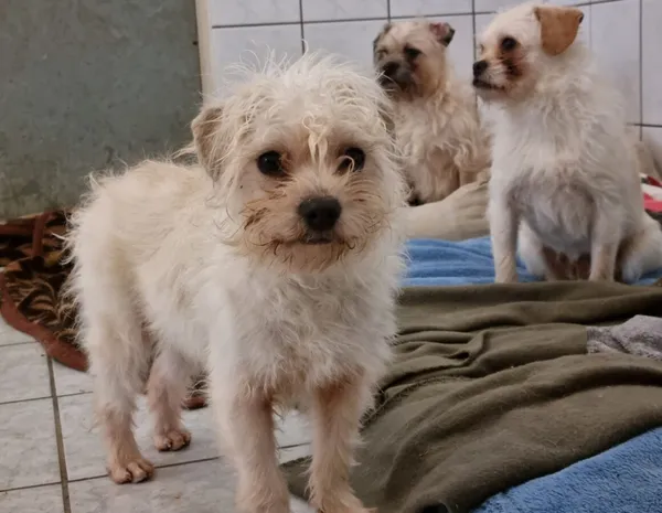 Pies do adopcji, Milanówek, 16 lutego 2026 (4/5)