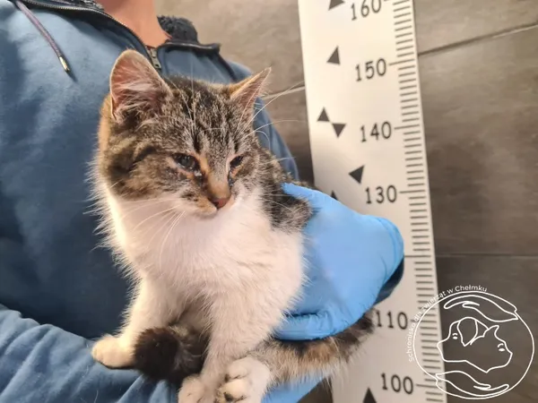 Znaleziono kota, Chełmek, 5 lutego 2026