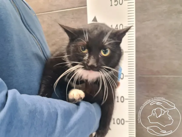 Znaleziono kota, Chełmek, 5 lutego 2026