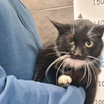 Znaleziono kota