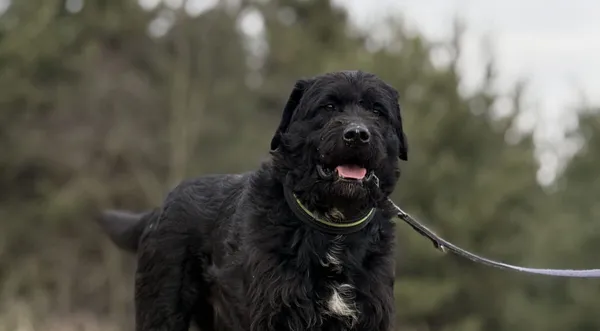 Pies do adopcji, Pieczyska, 5 lutego 2026 (1/5)