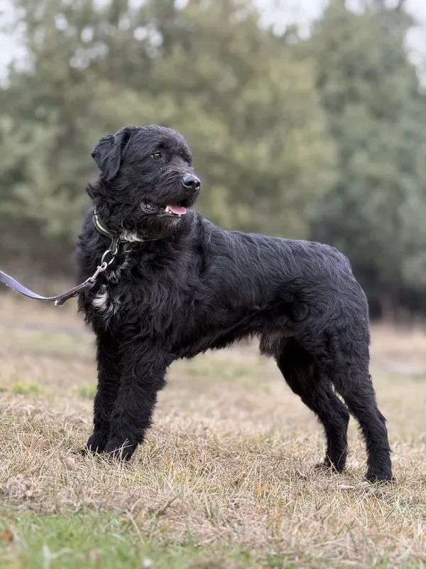 Pies do adopcji, Pieczyska, 5 lutego 2026 (2/5)