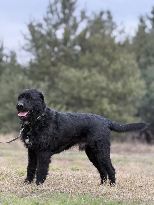 Pies do adopcji, Pieczyska, 5 lutego 2026 (3/5)