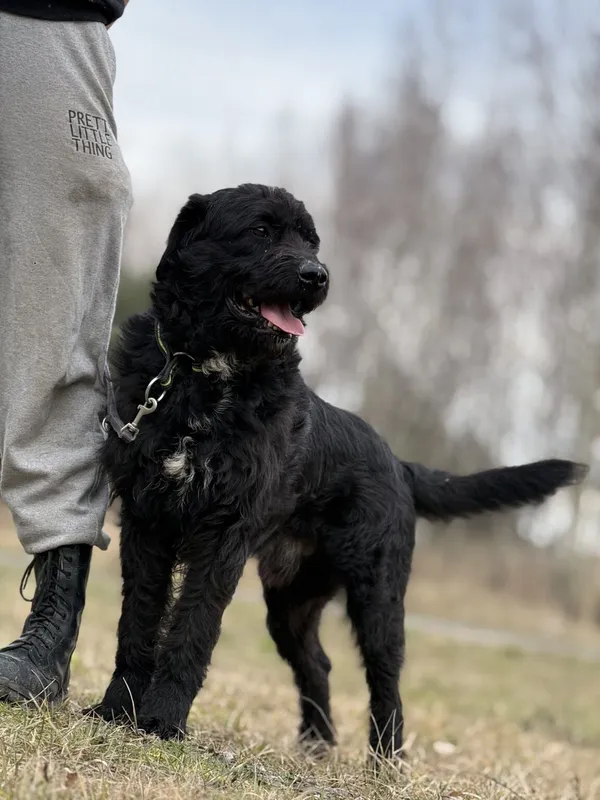 Pies do adopcji, Pieczyska, 5 lutego 2026 (4/5)