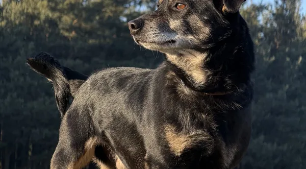 Pies do adopcji, Pieczyska, 5 lutego 2026 (1/5)