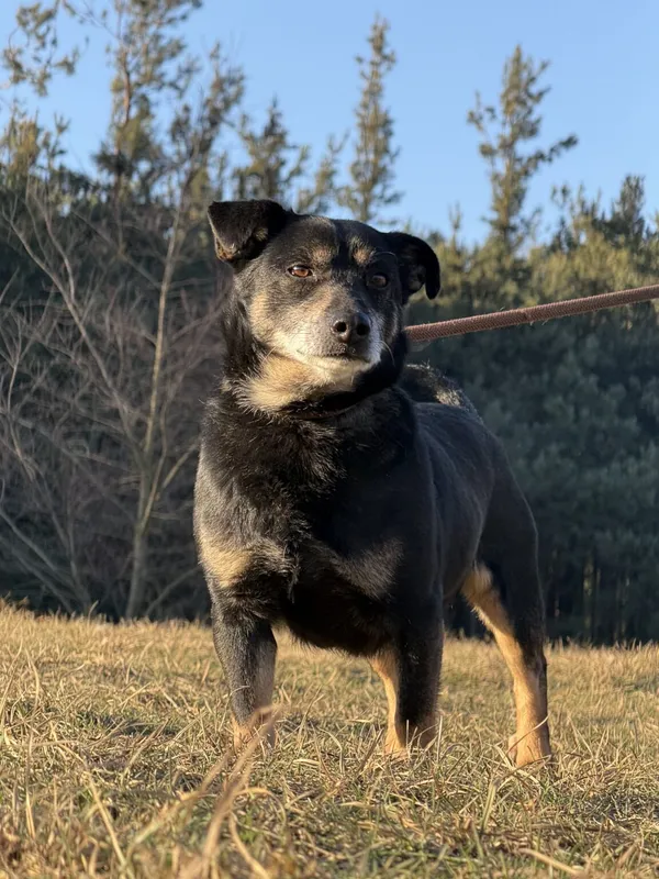 Pies do adopcji, Pieczyska, 5 lutego 2026 (2/5)