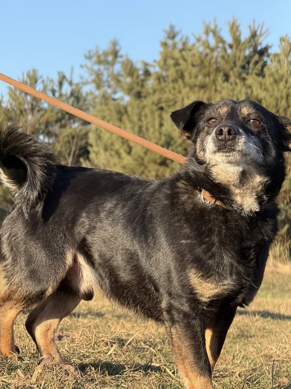 Pies do adopcji, Pieczyska, 5 lutego 2026 (3/5)