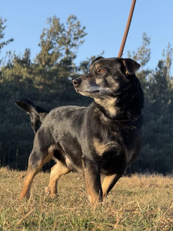 Pies do adopcji, Pieczyska, 5 lutego 2026 (5/5)