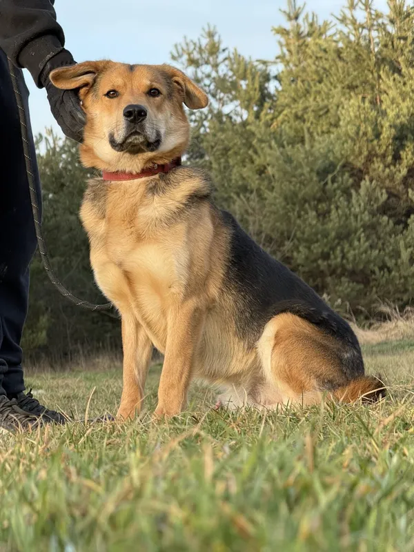 Pies do adopcji, Pieczyska, 5 lutego 2026 (2/5)