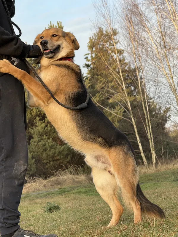 Pies do adopcji, Pieczyska, 5 lutego 2026 (3/5)