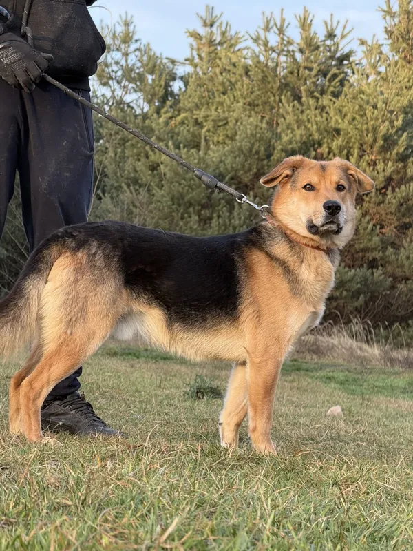 Pies do adopcji, Pieczyska, 5 lutego 2026 (4/5)