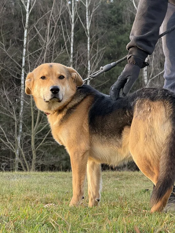 Pies do adopcji, Pieczyska, 5 lutego 2026 (5/5)