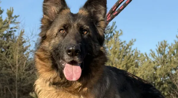 Pies do adopcji, Pieczyska, 5 lutego 2026 (1/5)