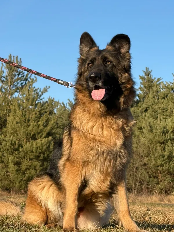 Pies do adopcji, Pieczyska, 5 lutego 2026 (2/5)