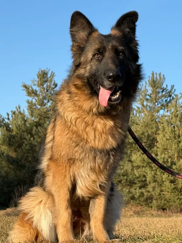 Pies do adopcji, Pieczyska, 5 lutego 2026 (3/5)