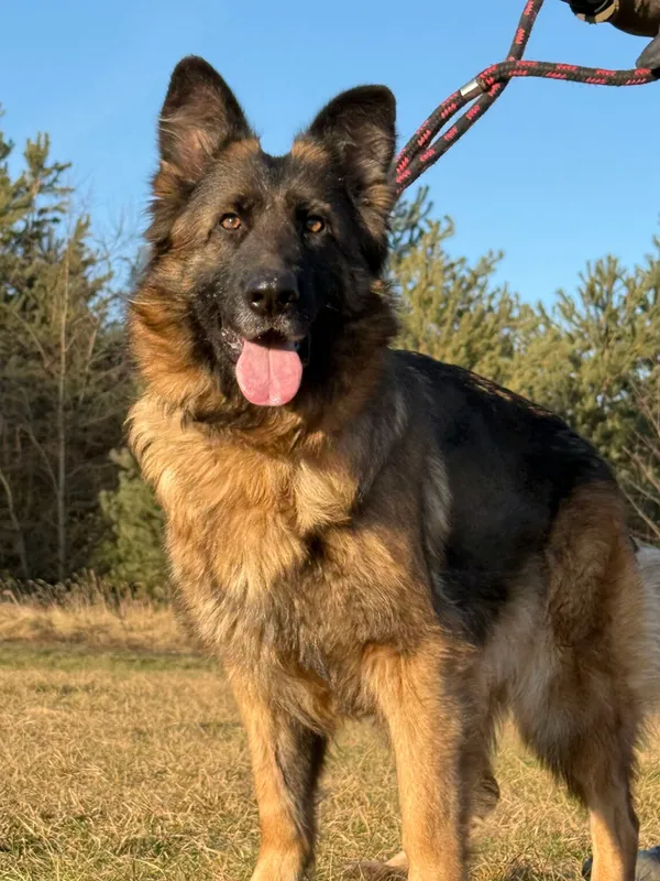 Pies do adopcji, Pieczyska, 5 lutego 2026 (5/5)