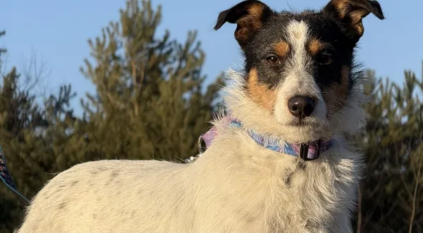 Pies do adopcji, Pieczyska, 5 lutego 2026 (1/5)