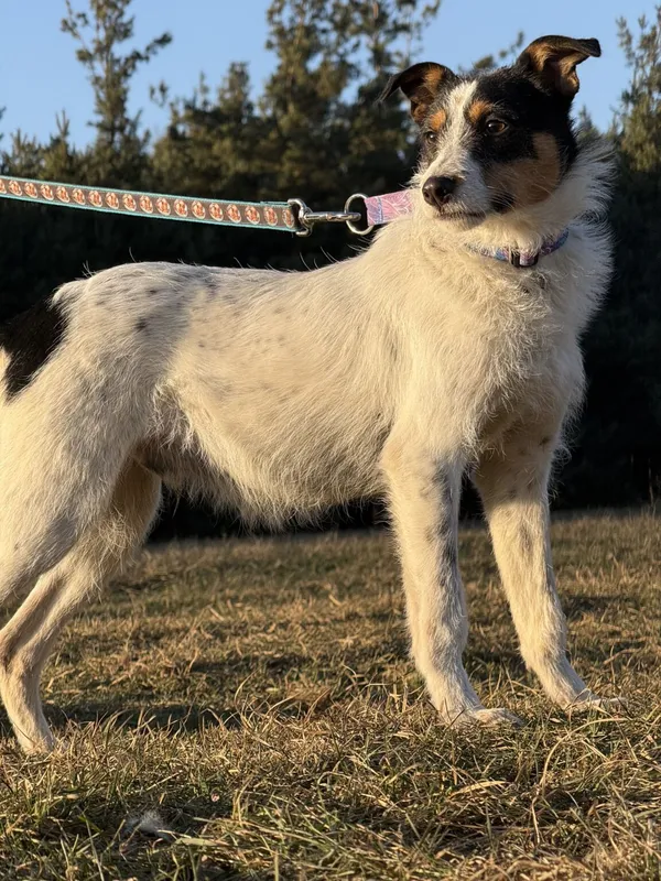 Pies do adopcji, Pieczyska, 5 lutego 2026 (5/5)