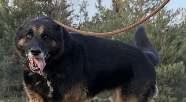 Pies do adopcji, Pieczyska, 5 lutego 2026 (1/5)