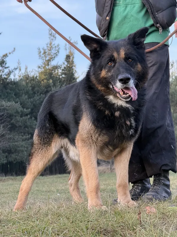 Pies do adopcji, Pieczyska, 5 lutego 2026 (2/5)