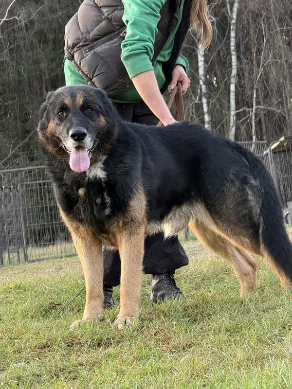 Pies do adopcji, Pieczyska, 5 lutego 2026 (3/5)