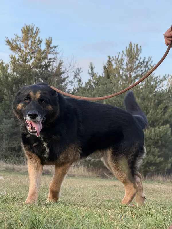 Pies do adopcji, Pieczyska, 5 lutego 2026 (4/5)