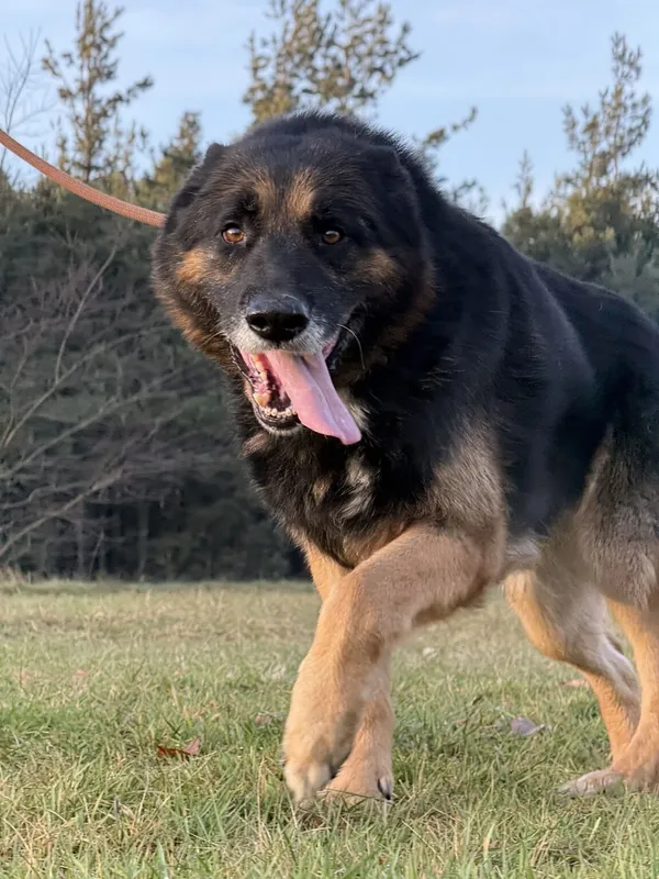 Pies do adopcji, Pieczyska, 5 lutego 2026 (5/5)