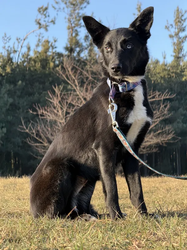 Pies do adopcji, Pieczyska, 5 lutego 2026 (2/5)