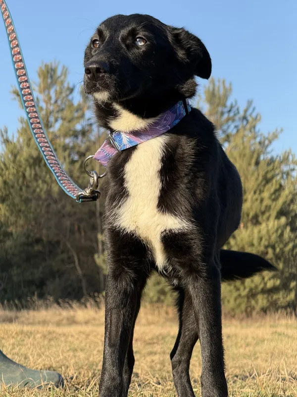 Pies do adopcji, Pieczyska, 5 lutego 2026 (4/5)