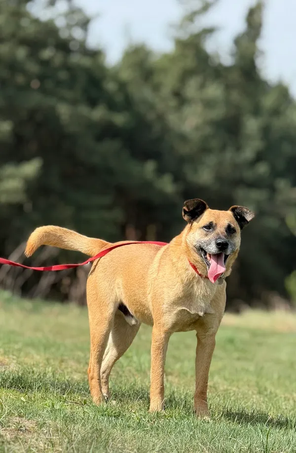 Pies do adopcji, Pieczyska, 5 lutego 2026 (2/5)