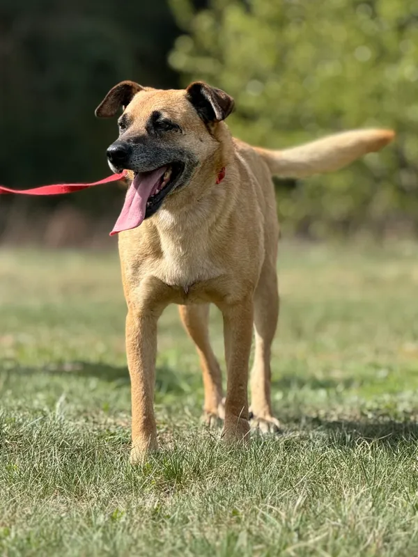 Pies do adopcji, Pieczyska, 5 lutego 2026 (3/5)