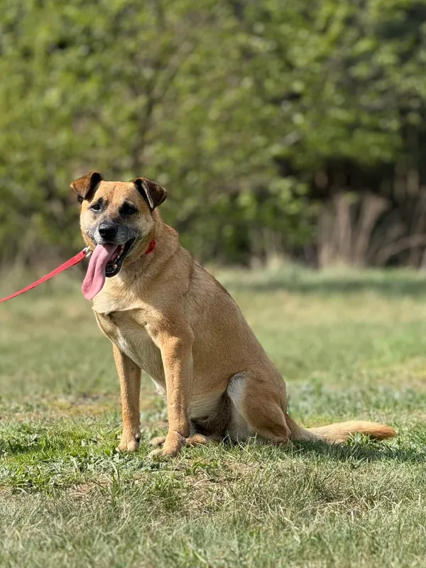 Pies do adopcji, Pieczyska, 5 lutego 2026 (5/5)