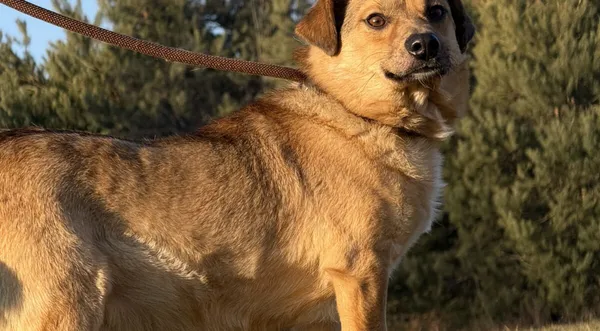 Pies do adopcji, Pieczyska, 5 lutego 2026 (1/5)