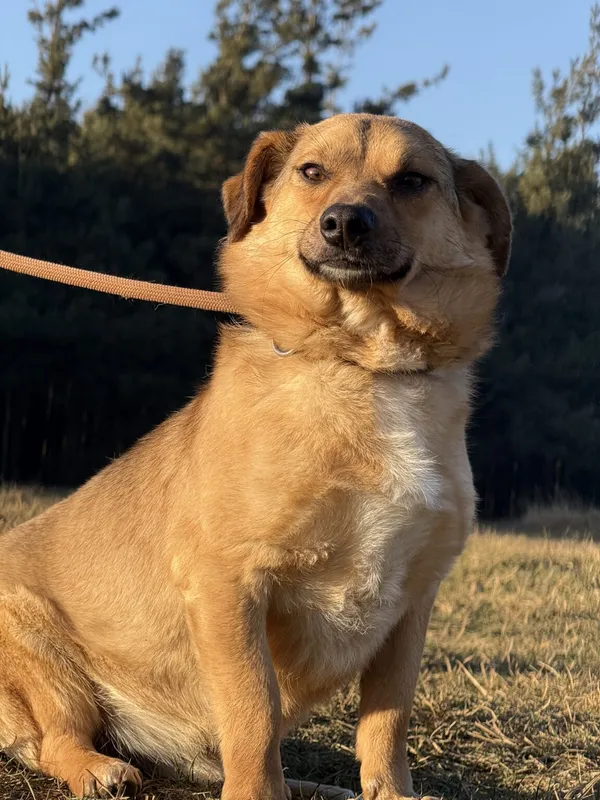 Pies do adopcji, Pieczyska, 5 lutego 2026 (3/5)