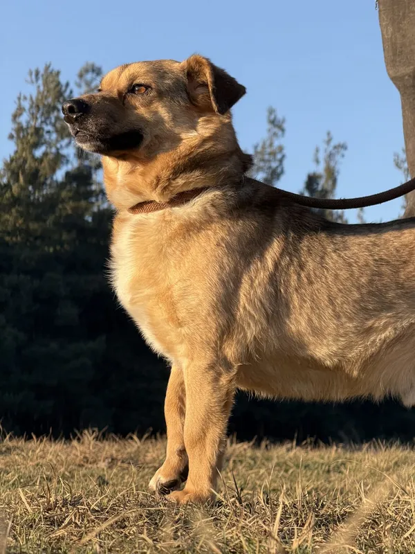 Pies do adopcji, Pieczyska, 5 lutego 2026 (4/5)