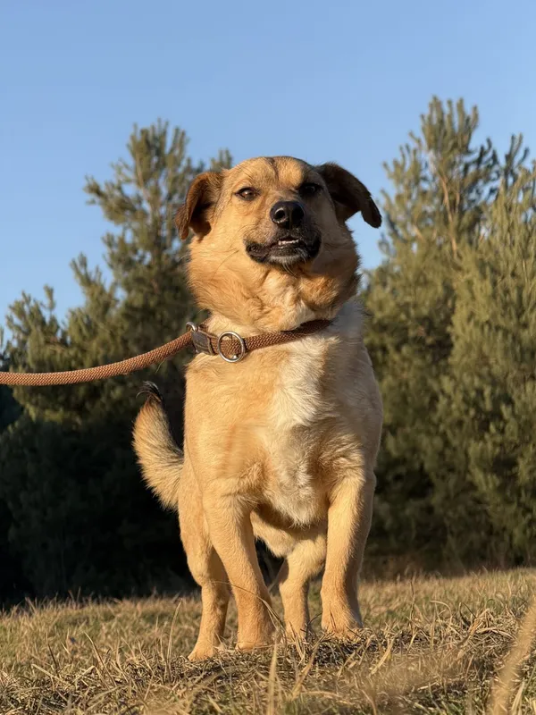 Pies do adopcji, Pieczyska, 5 lutego 2026 (5/5)