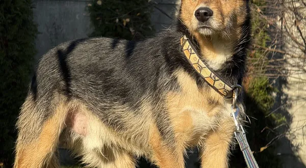 Pies do adopcji, Pieczyska, 5 lutego 2026 (1/4)