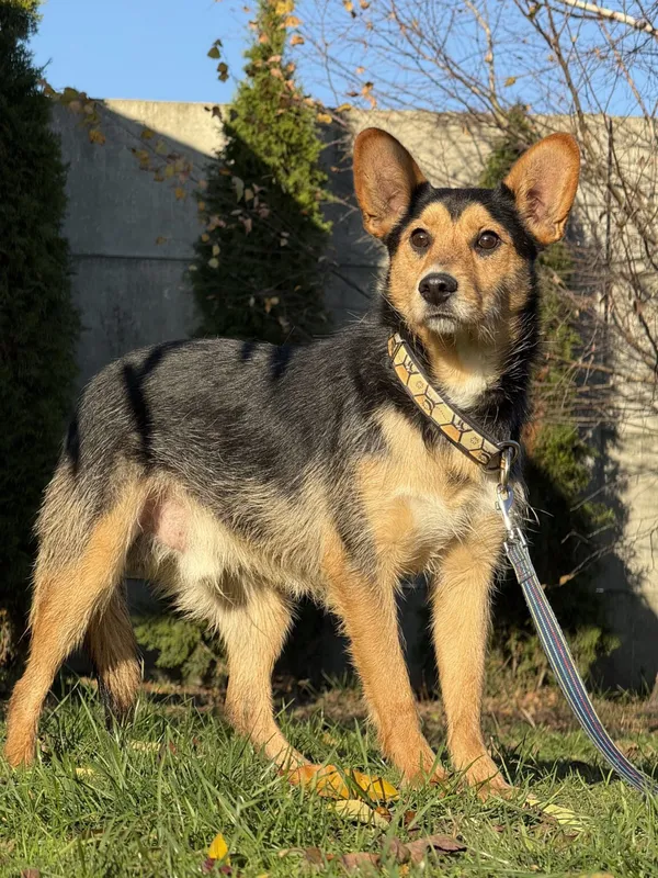 Pies do adopcji, Pieczyska, 5 lutego 2026 (2/4)