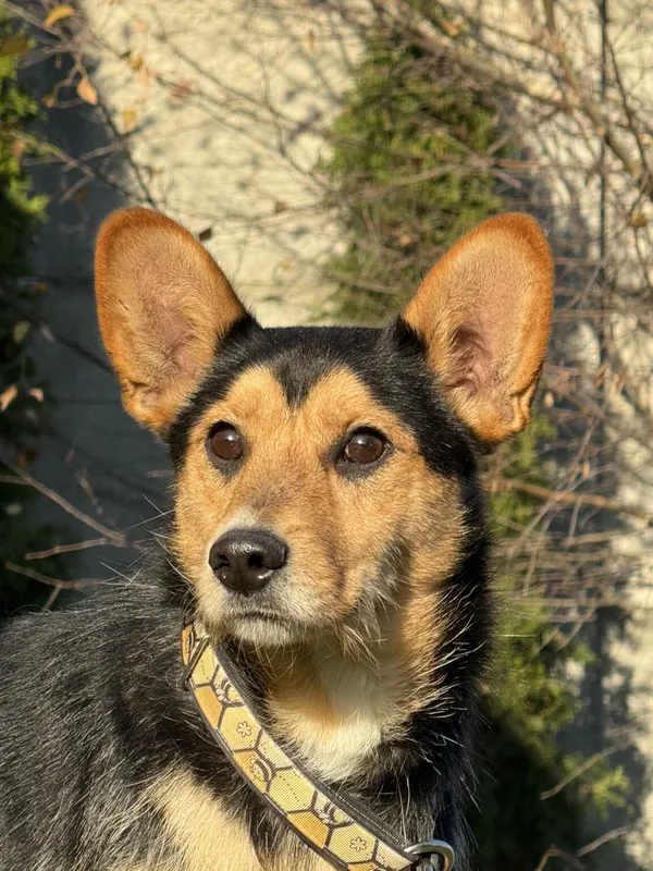 Pies do adopcji, Pieczyska, 5 lutego 2026 (3/4)