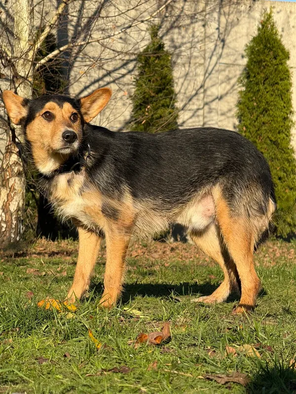 Pies do adopcji, Pieczyska, 5 lutego 2026 (4/4)