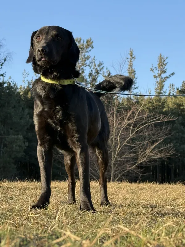 Pies do adopcji, Pieczyska, 5 lutego 2026 (2/5)